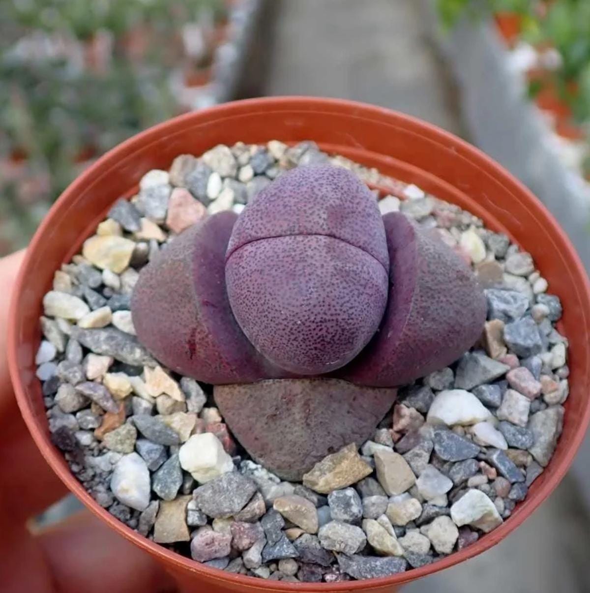 Pleiospilos Nelii - Royal Flush - Living Stones - Large Split Rock Succulent