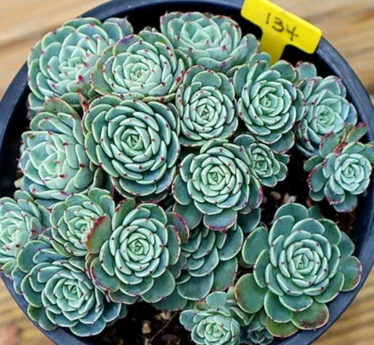 Echeveria Wonjong Reglensis- beautiful succulent - propagation leaf