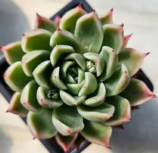 Echeveria Agavoides Prolifera - beautiful succulent - propagation leaf