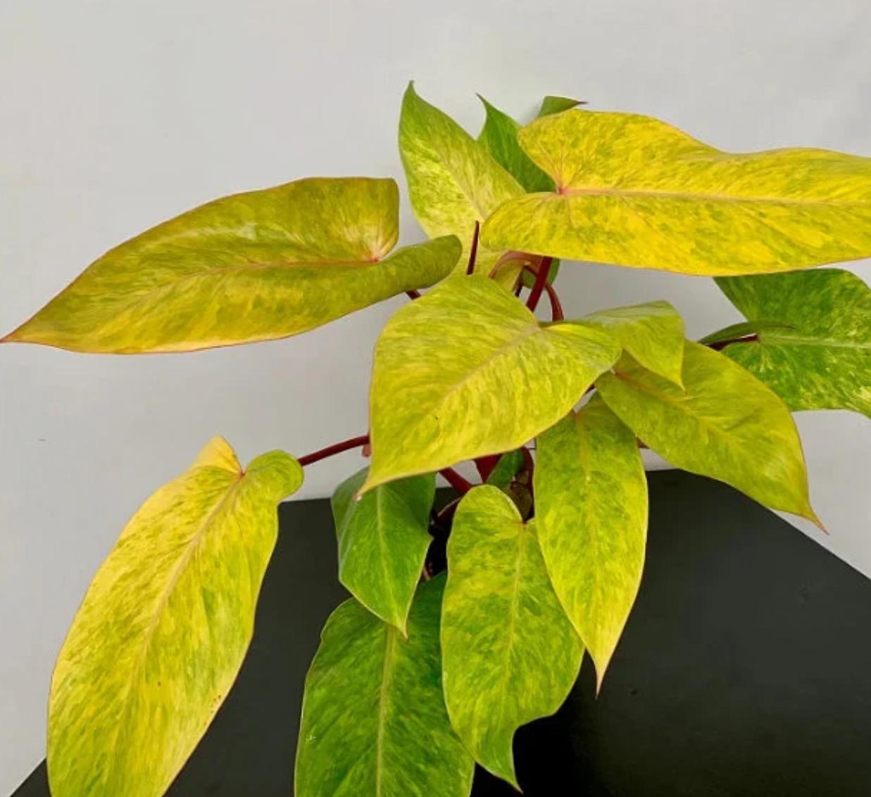 Philodendron Painted Lady - Rare Plant - Beautiful Plant - Cuttings