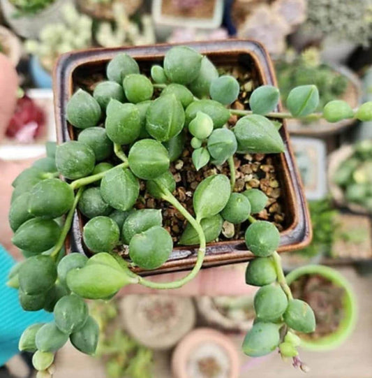 Senecio Rowleyanus - String Of Pearls - Cuttings