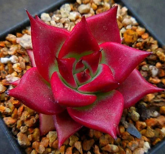 Echeveria Luming - beautiful succulent - propagation leaf