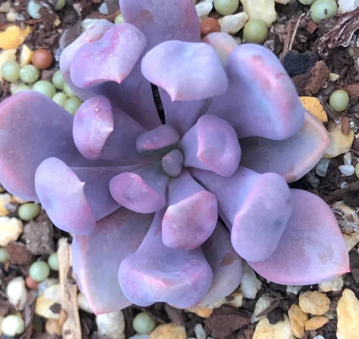 Graptoveria Topsy Debbie - beautiful succulent - propagation leaf