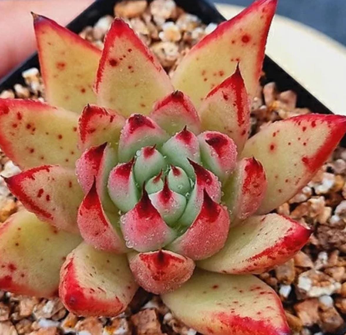 Echeveria Red Core - beautiful succulent - propagation leaf