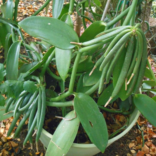 Orchidaceae Vanilla - Rare Plant - Beautiful Plant - Cuttings