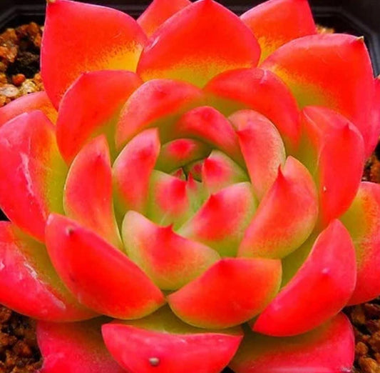 Echeveria Deep Red - beautiful succulent - propagation leaf