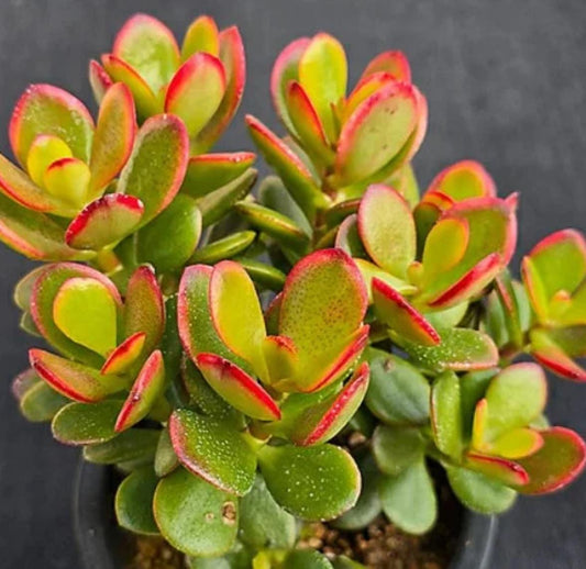 Crassula Ovata Sunset Magic - Beautiful Succulent - Rare Succulent - Cuttings