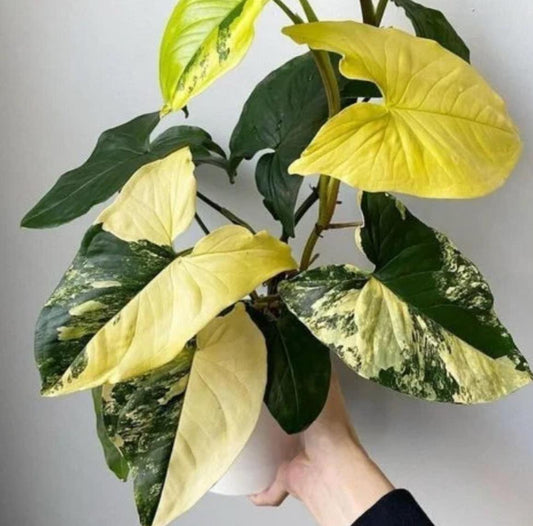 Syngonium Aurea - Rare Plant - Beautiful Plant - Cuttings