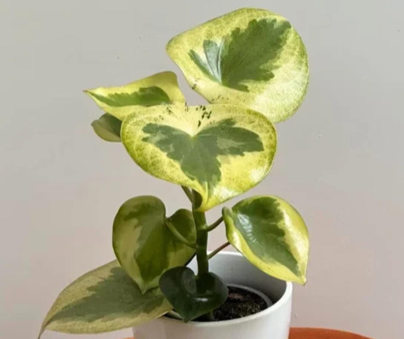 Peperomia Raindrop Variegata - beautiful succulent - propagation leaf - cuttings