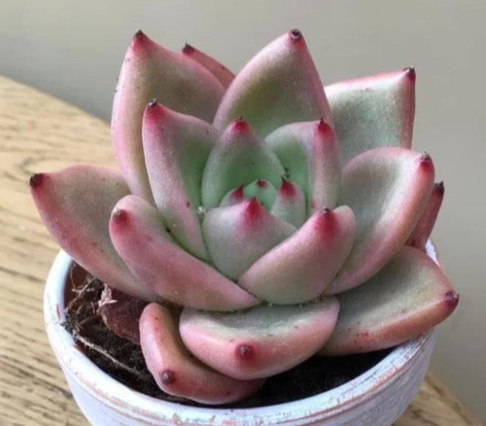 Echeveria Agavoides Miranda - beautiful succulent - propagation leaf