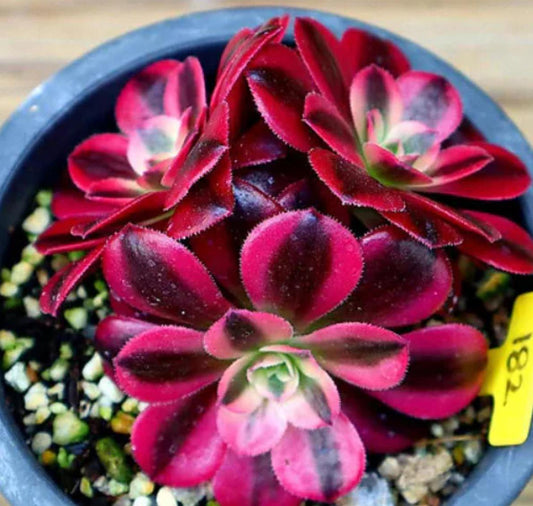 Aeonium Medusa - beautiful succulent - propagation leaf