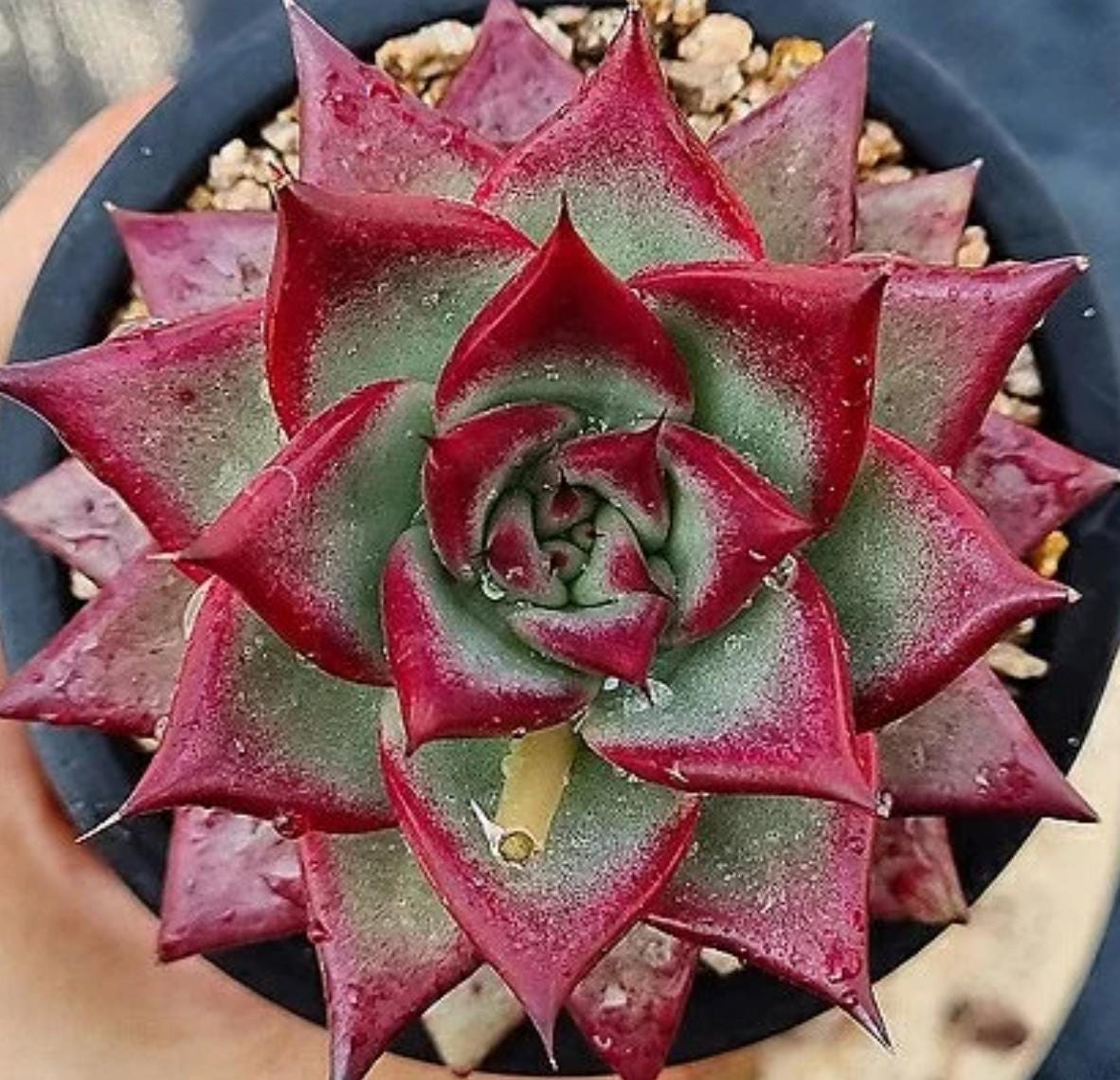 Echeveria Johnnie Walker - beautiful succulent - propagation leaf