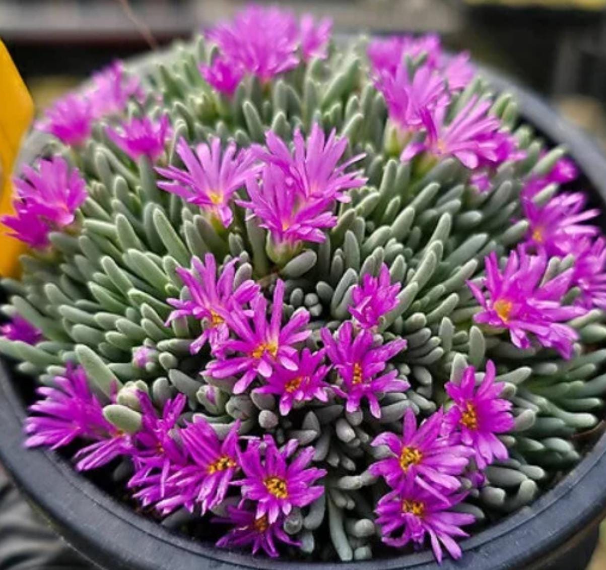 Delosperma Sphalmanthoides - Beuatiful Plants - Cuttings