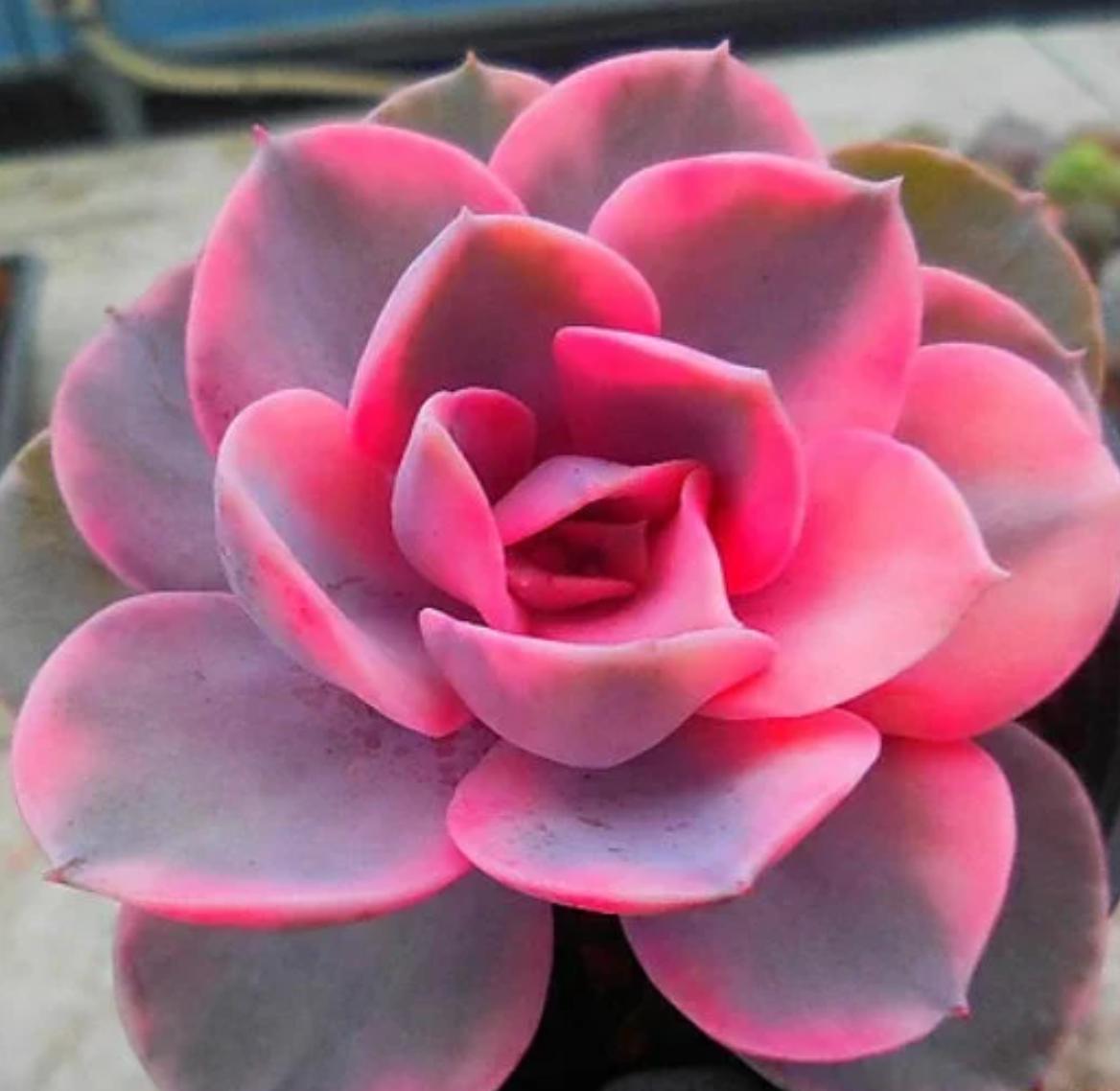 Echeveria West Rainbow - beautiful succulent - propagation leaf