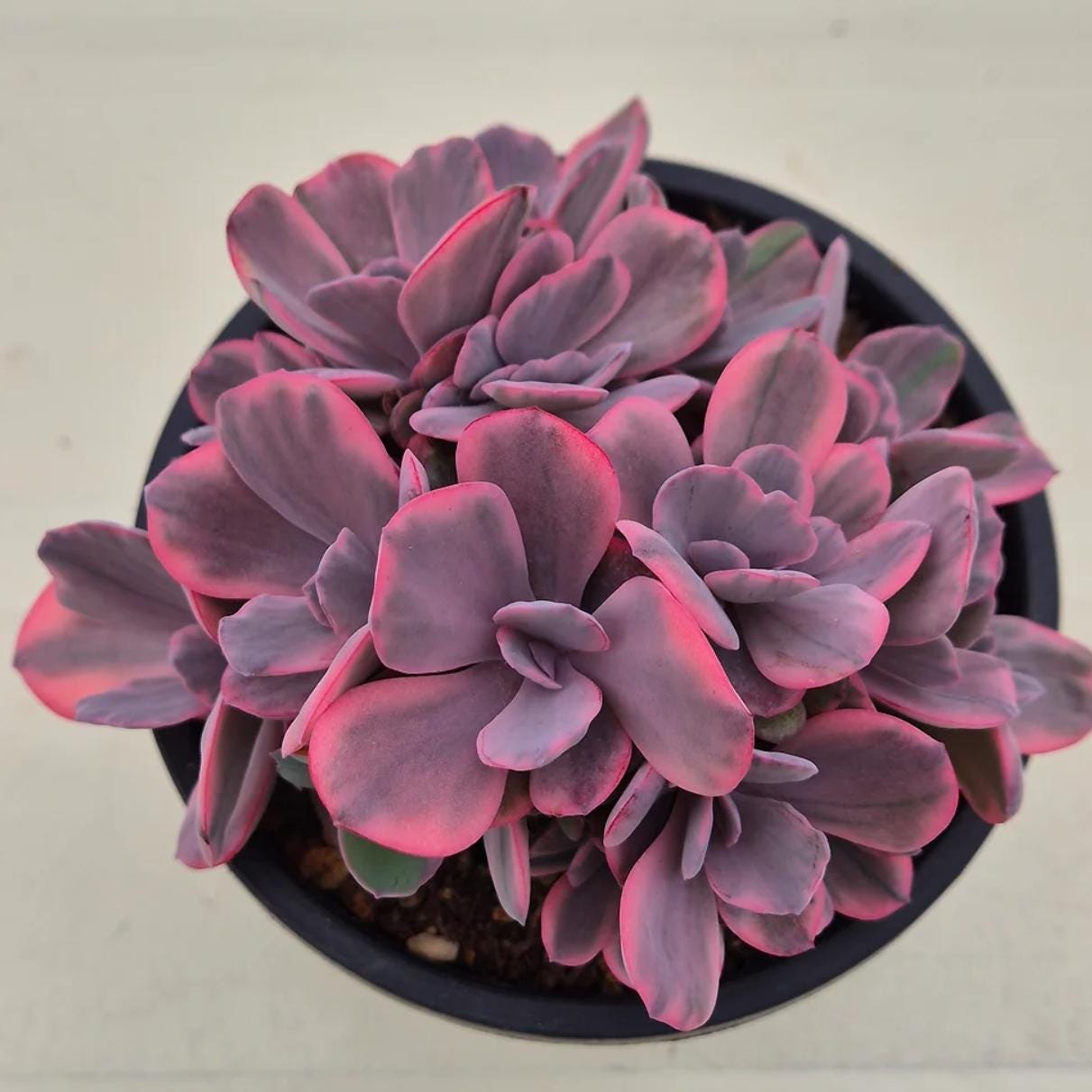 Echeveria Angel Wings - beautiful succulent - propagation leaf