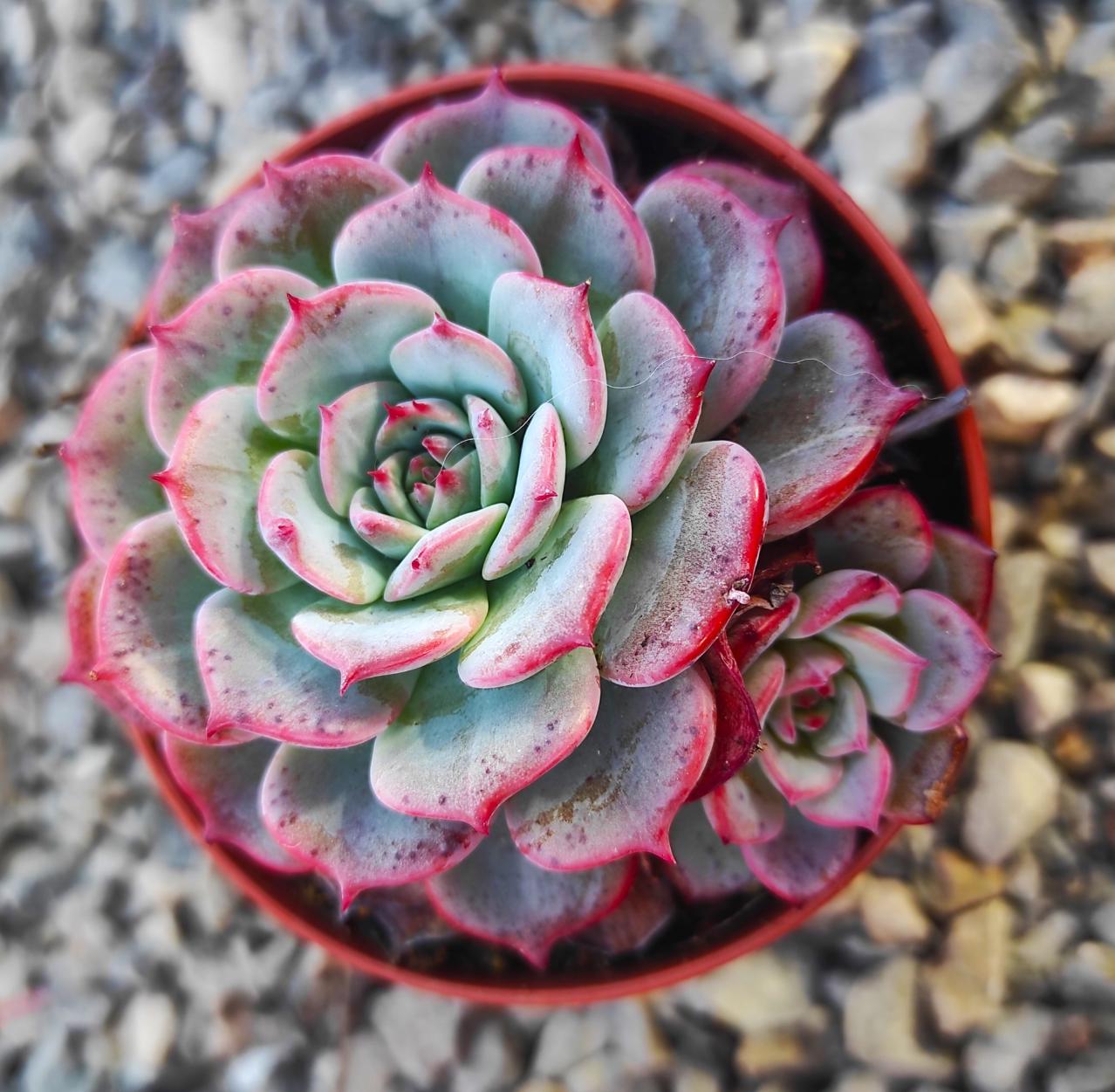 Echeveria Nanahukumini - beautiful succulent - propagation leaf