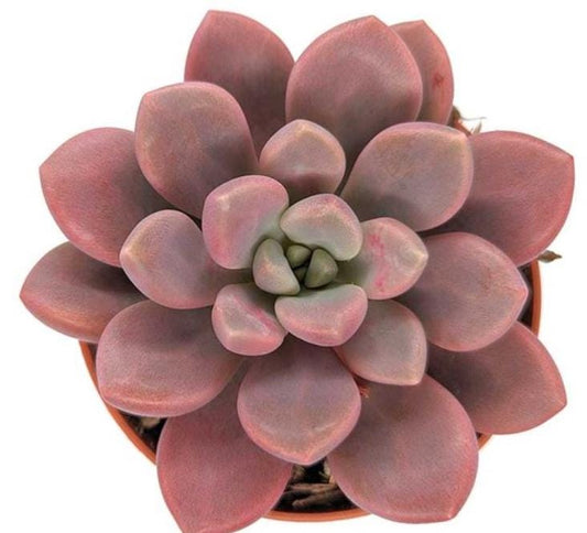 Echeveria Polar Heart - beautiful succulent - propagation leaf