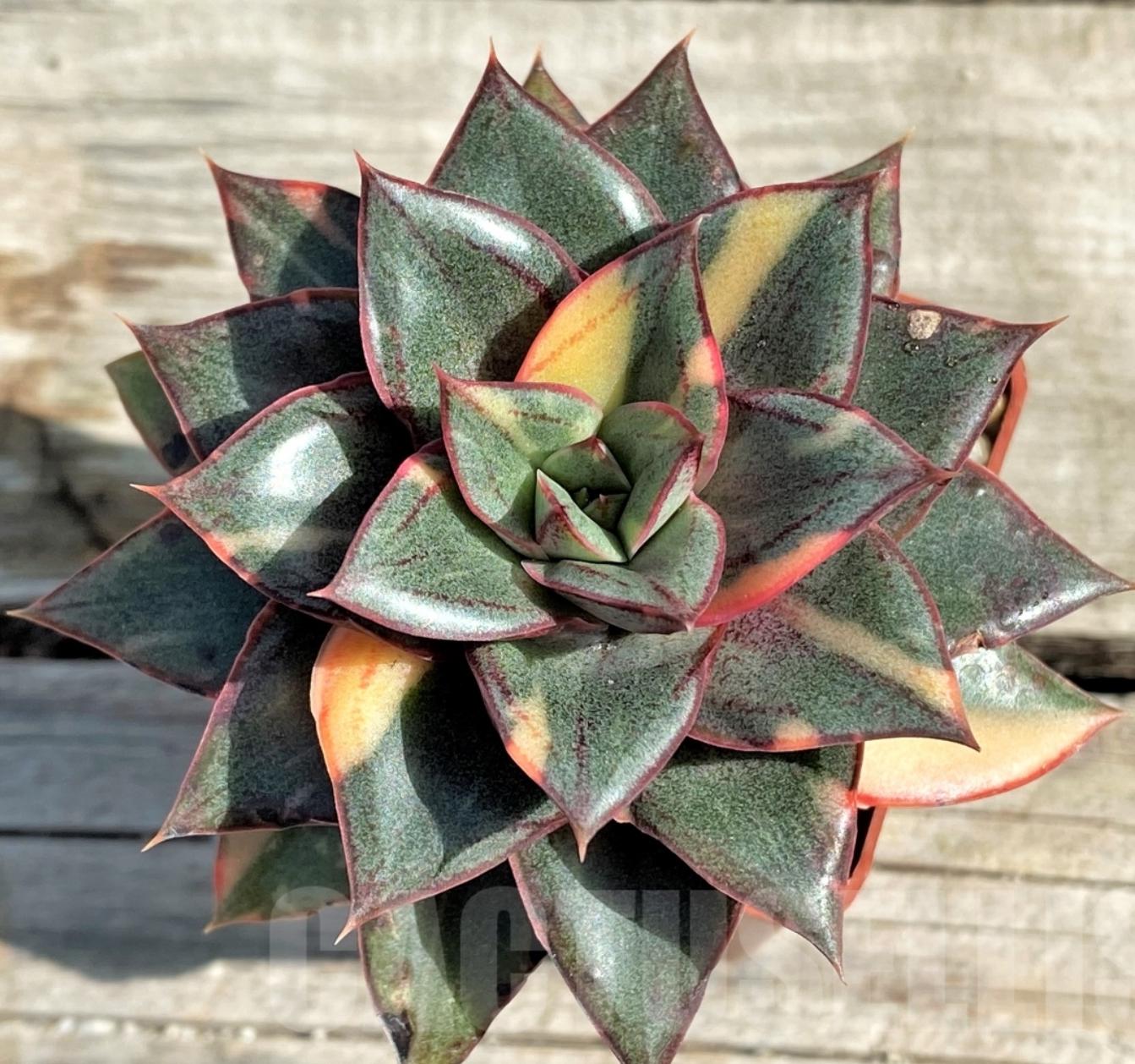 Echeveria Monocerotis - beautiful succulent - propagation leaf