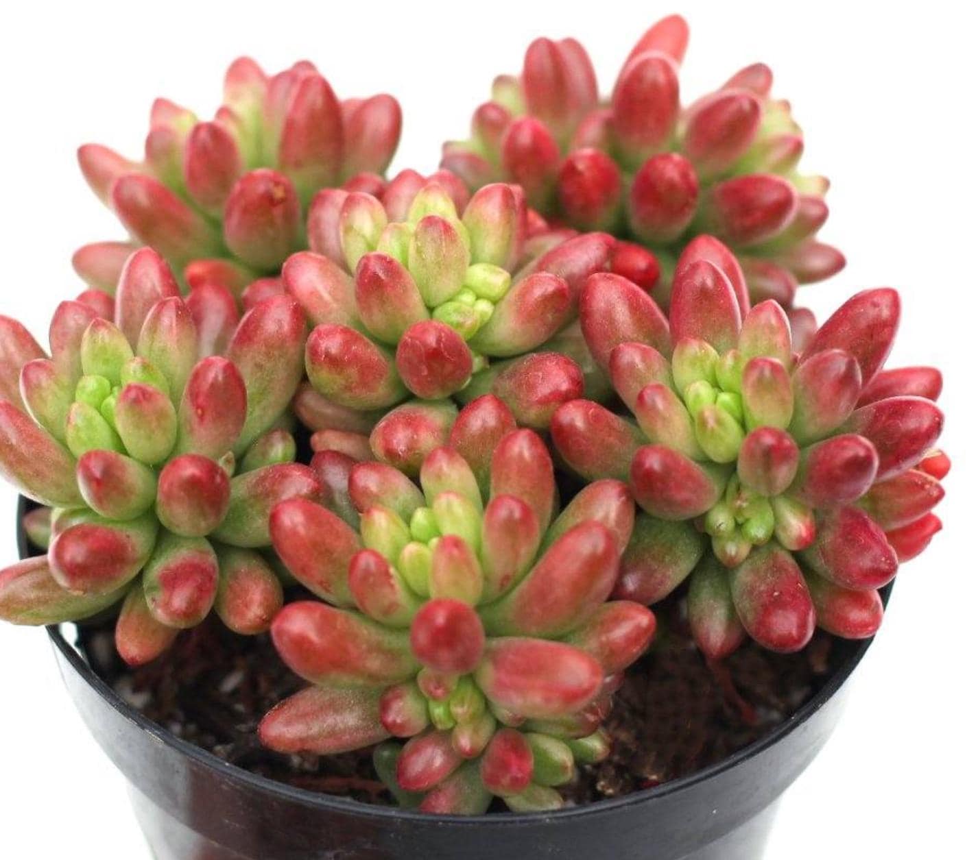 Sedum Rubrotinctum Aurora - Jelly Beans - beautiful succulent - propagation leaf