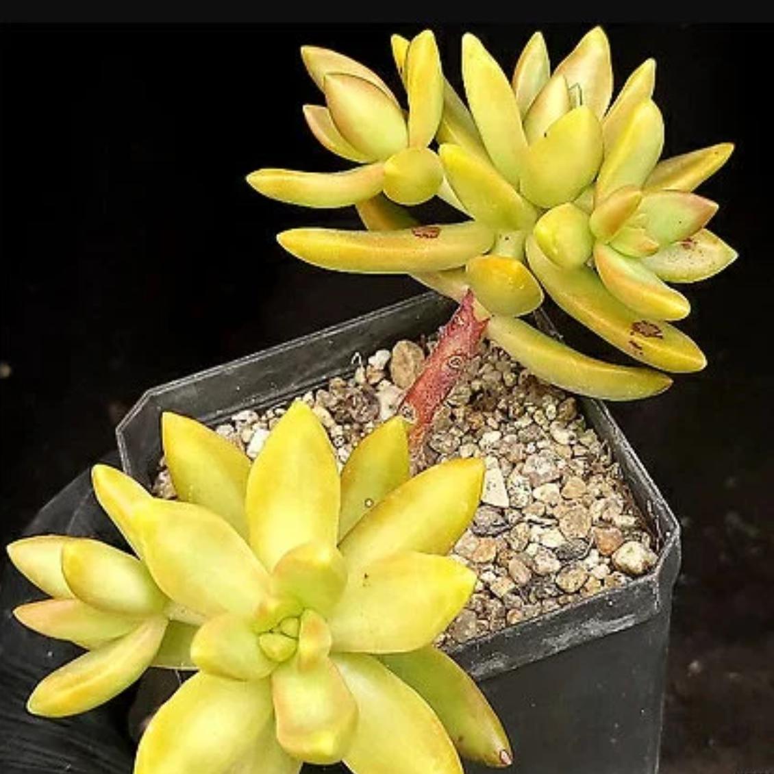 Sedum Adolphi Lime Gold - beautiful succulent - propagation leaf