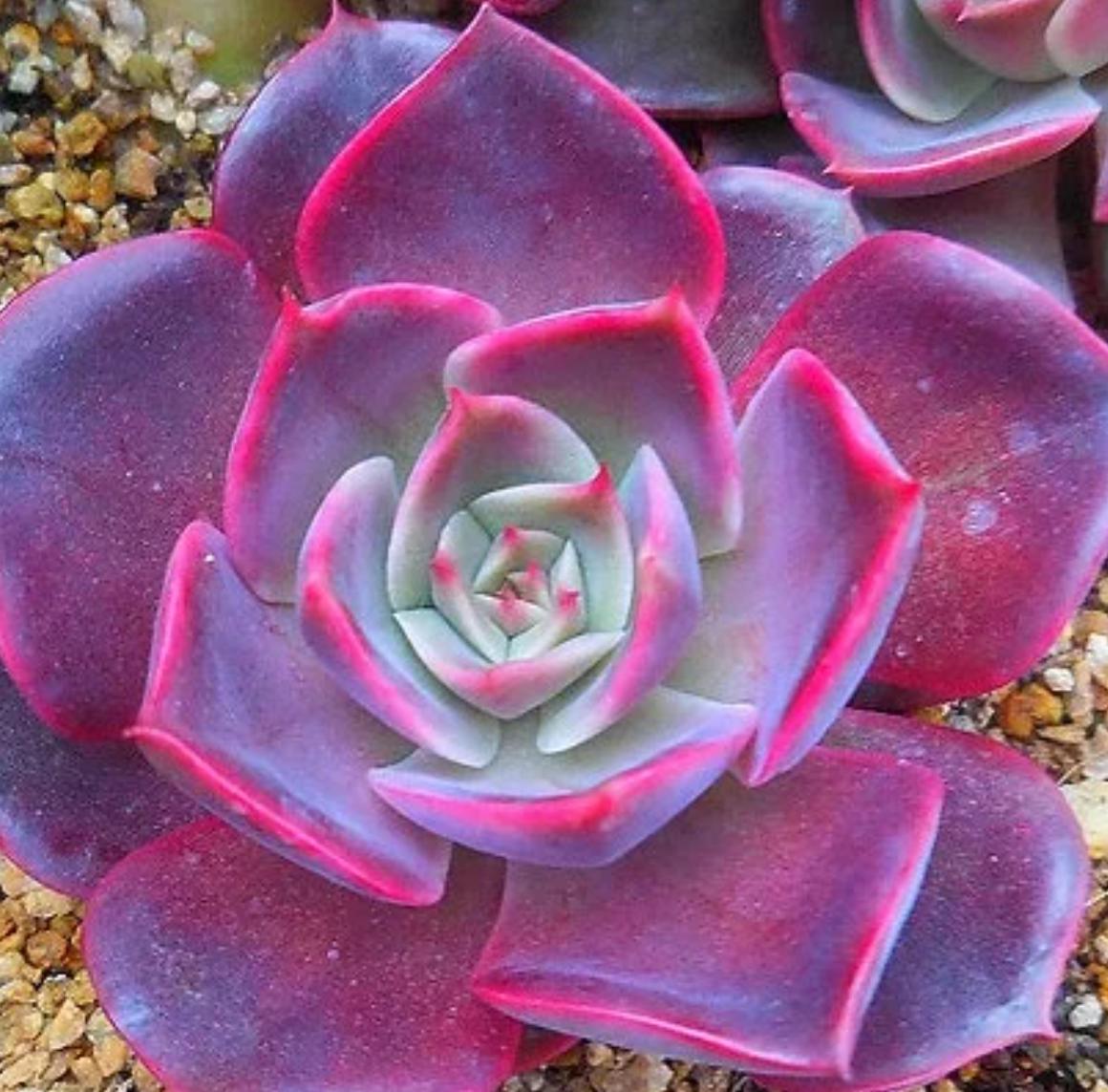 Echeveria Pink Bunny - beautiful succulent - propagation leaf