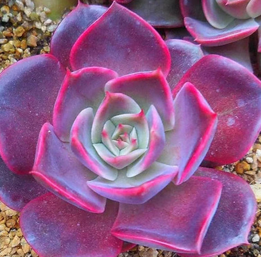 Echeveria Pink Bunny - beautiful succulent - propagation leaf