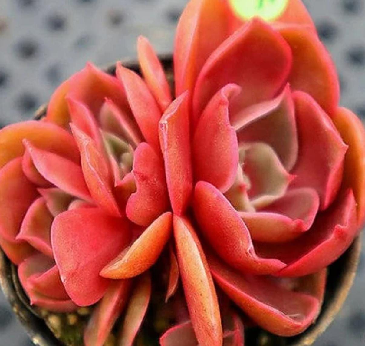 Echeveria Red Bullet - beautiful succulent - propagation leaf