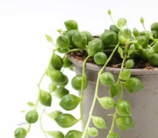 Senecio Rowleyanus Tear Drops - String Of Pearls - Cuttings