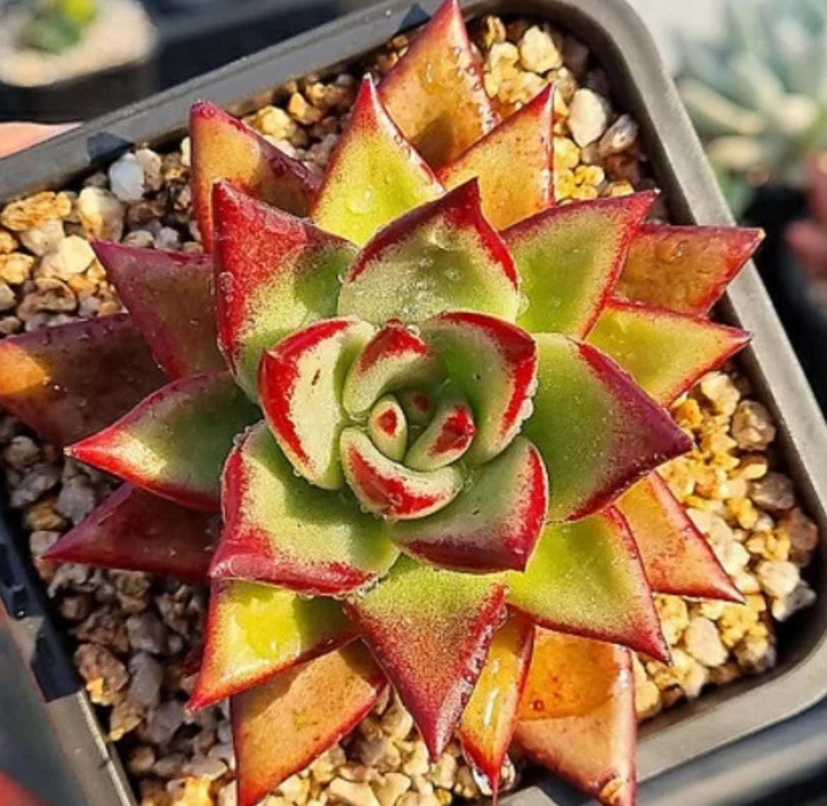 Echeveria Rose Diana - beautiful succulent - propagation leaf