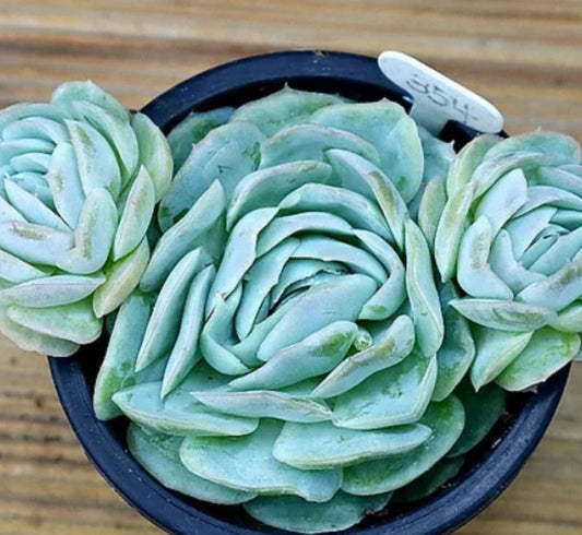 Echeveria Mexico Rose - beautiful succulent - propagation leaf