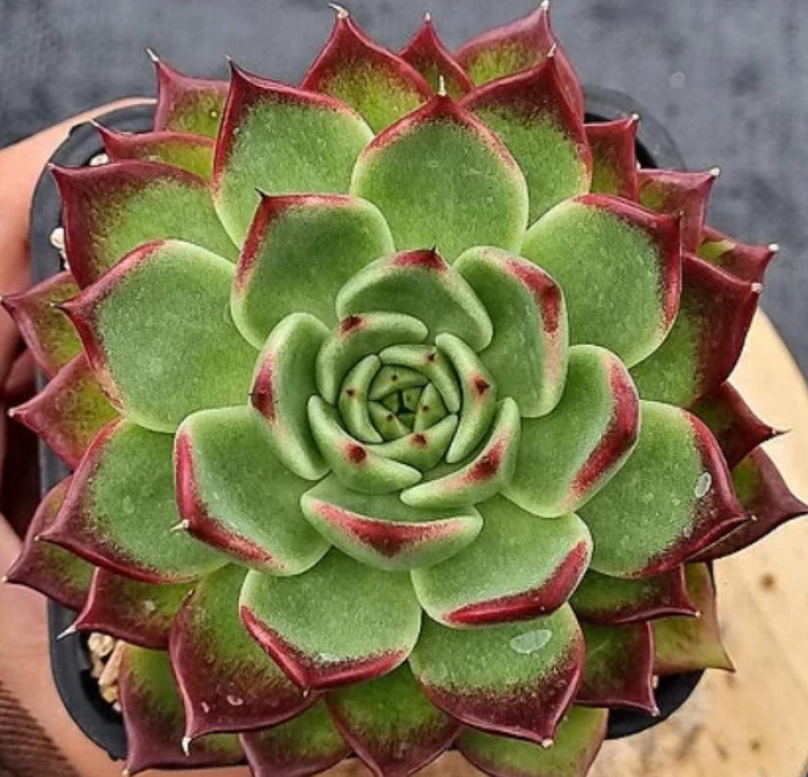 Echeveria Black Jewelry - beautiful succulent - propagation leaf