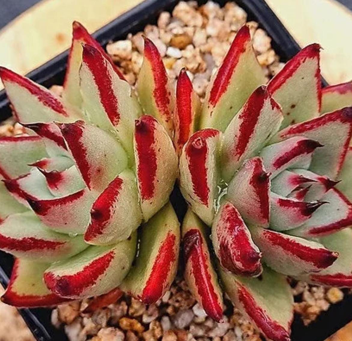 Echeveria Ebony - beautiful succulent - propagation leaf