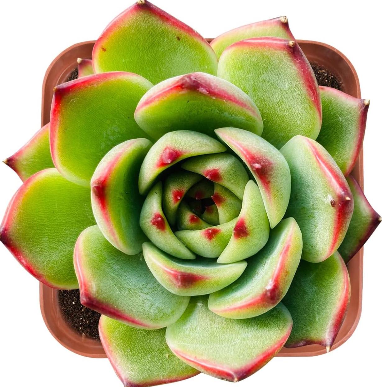 Echeveria Moon Stone - beautiful succulent - propagation leaf