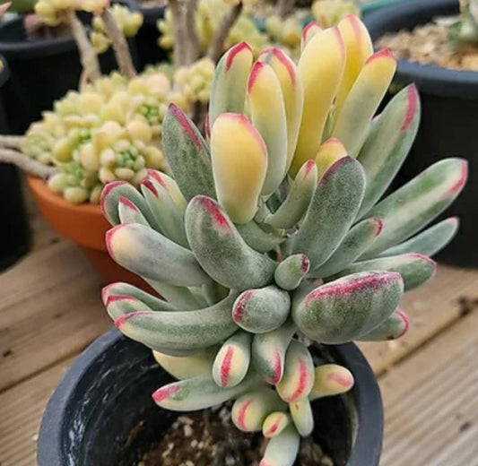 Cotyledon Orbiculata Variegated - beautiful succulent - propagation leaf