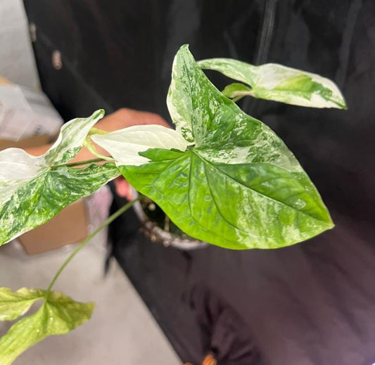 Syngonium Albo - Rare Plant - Beautiful Plant - Cuttings