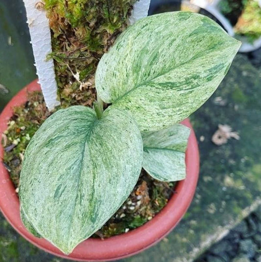 Scindapsus Treubii Moonlight Mint - Rare Plant - Beautiful Plant - Cuttings