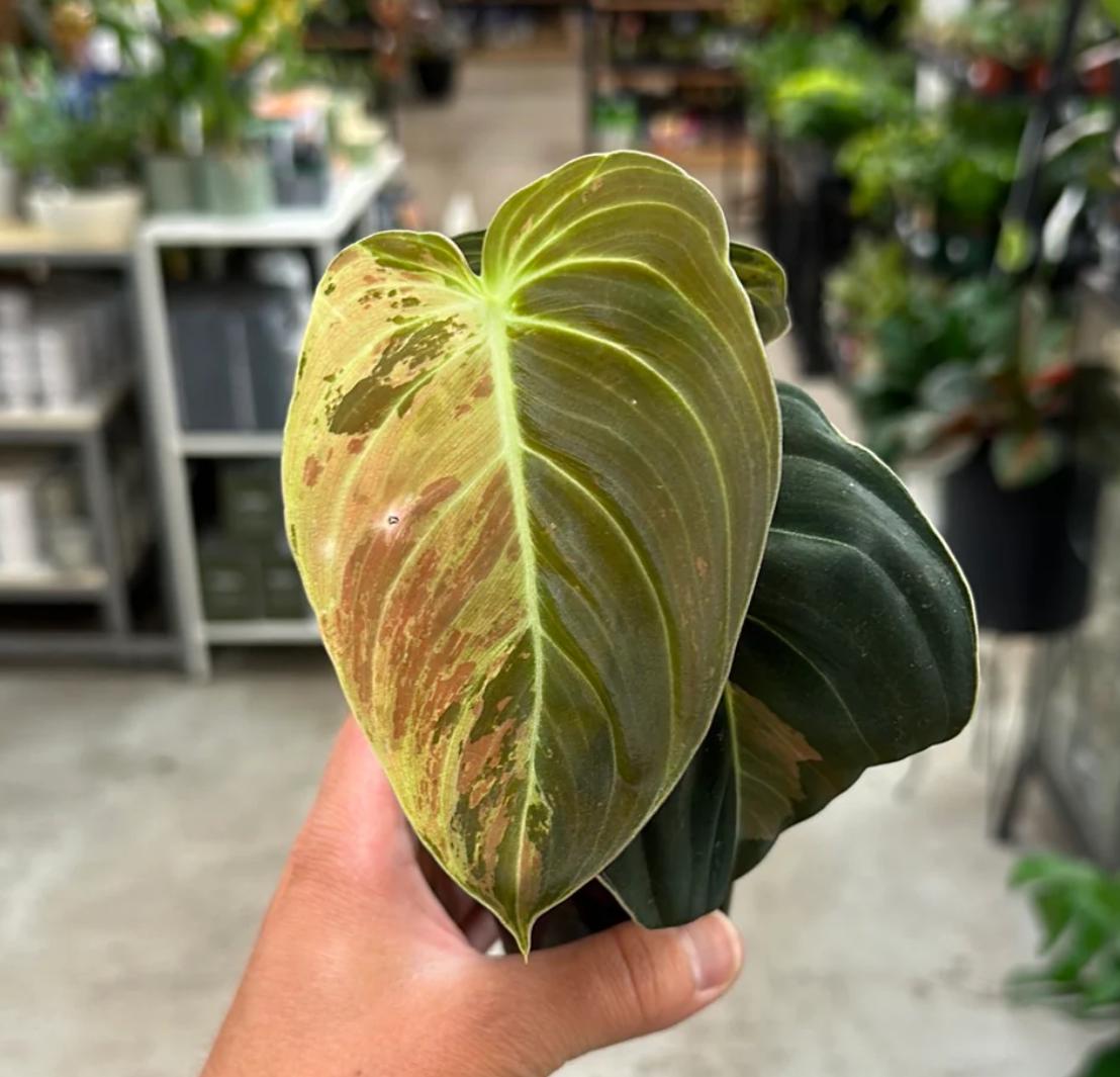 Philodendron Melanochrysum Variegata - Rare Plant - Beautiful Plant - Cuttings