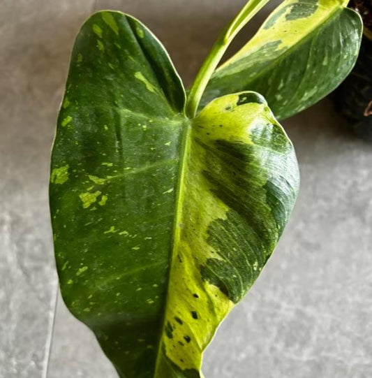 Philodendron Jose Bueno - Rare Plant - Beautiful Plant - Cuttings