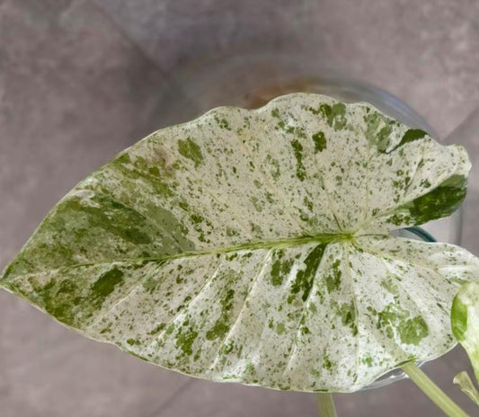 Alocasia Odora Batik variegata - Rare Plant - Bulbs