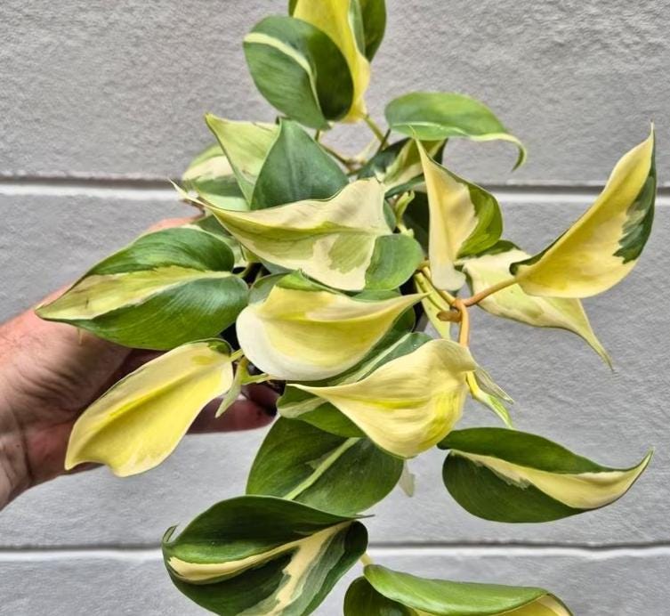 Philodendron Scandens Rio - Rare Plant - Beautiful Plant - Cuttings