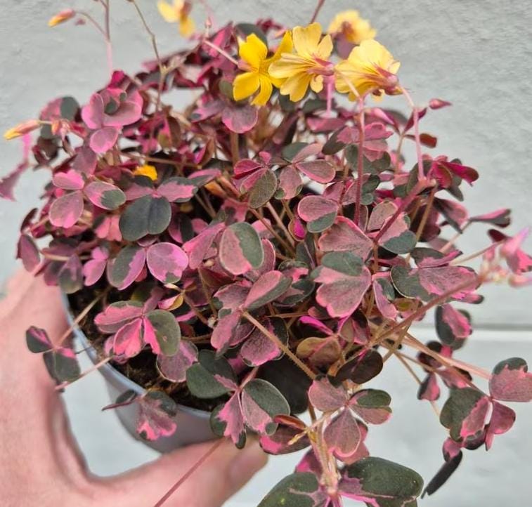 Oxalis Vulcanicola Pink Variegata- Rare Plant - Bulbs