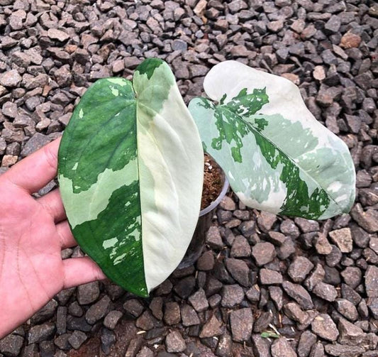 Syngonium Chiapense Variegata - Rare Plant - Beautiful Plant - Cuttings