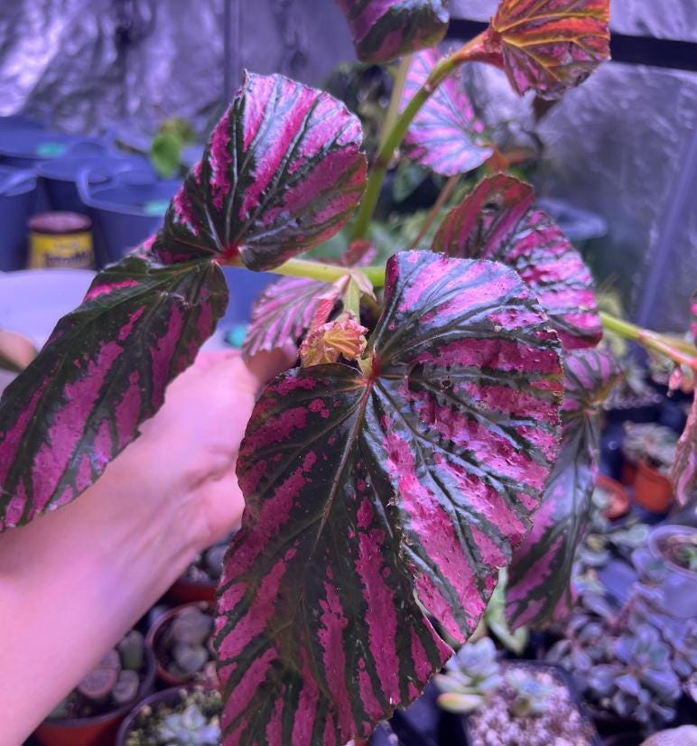 Begonia Brevirimosa 'Exotica' Edinburgh' - Rare Plants - Propagation Nodes