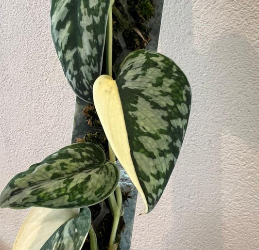 Scindapsus Mayari albo variegata - Rare Plant - Beautiful Plant - Cuttings