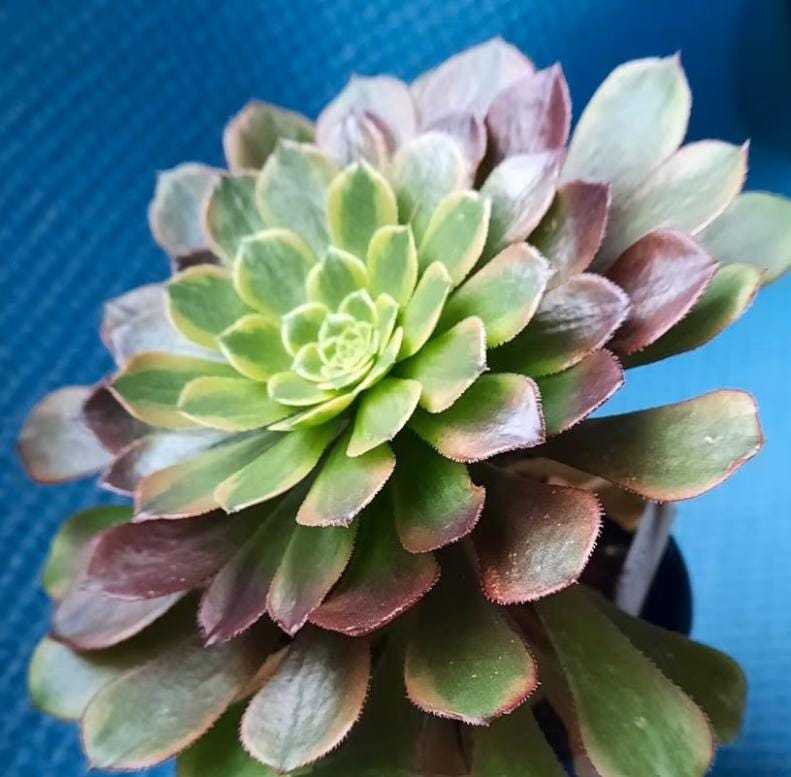 Aeonium Fiesta - beautiful succulent - propagation leaf