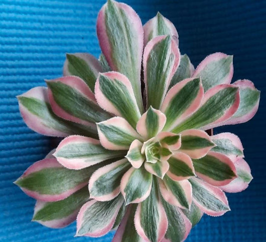 Aeonium Moon Goddess - beautiful succulent - propagation leaf