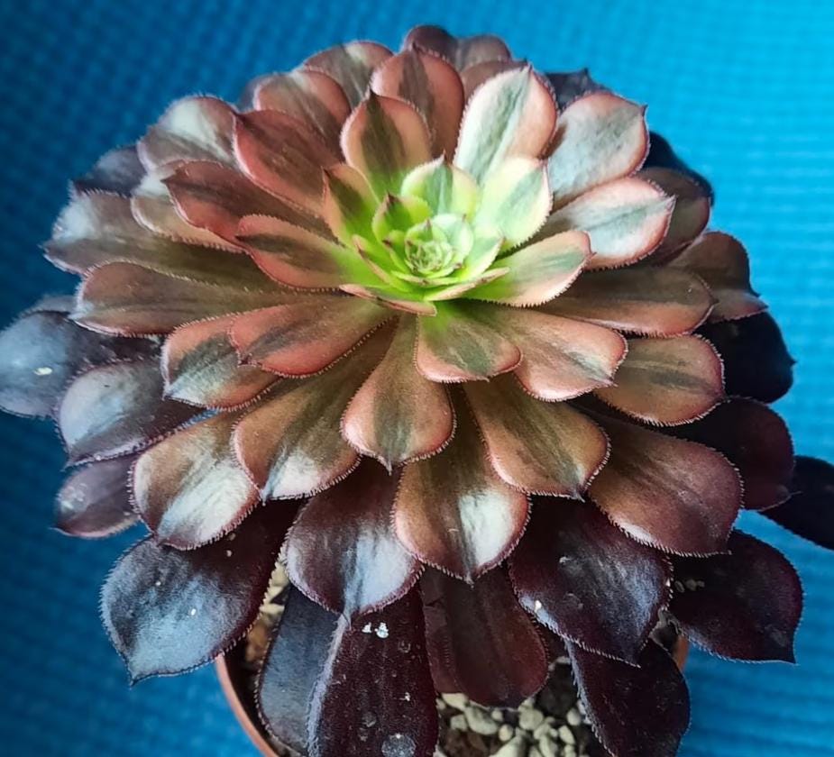 Aeonium Zwartkin - beautiful succulent - propagation leaf