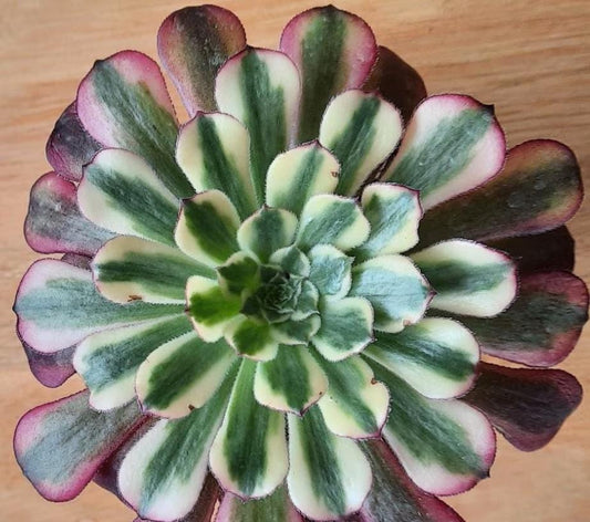 Aeonium Venus - beautiful succulent - propagation leaf