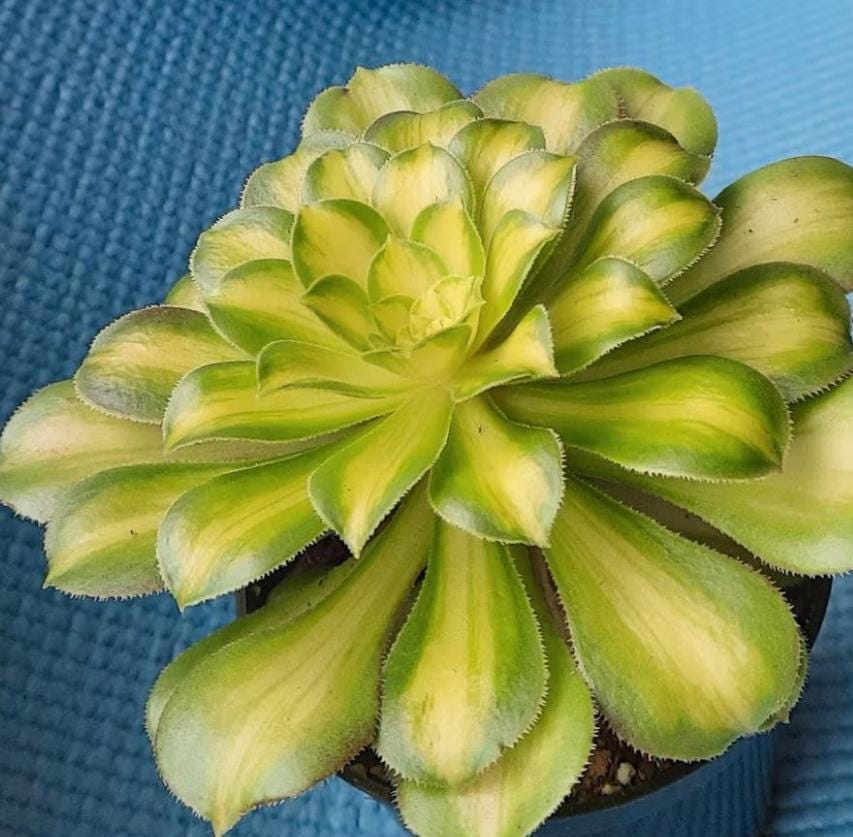 Aeonium Yellow Witch - beautiful succulent - propagation leaf