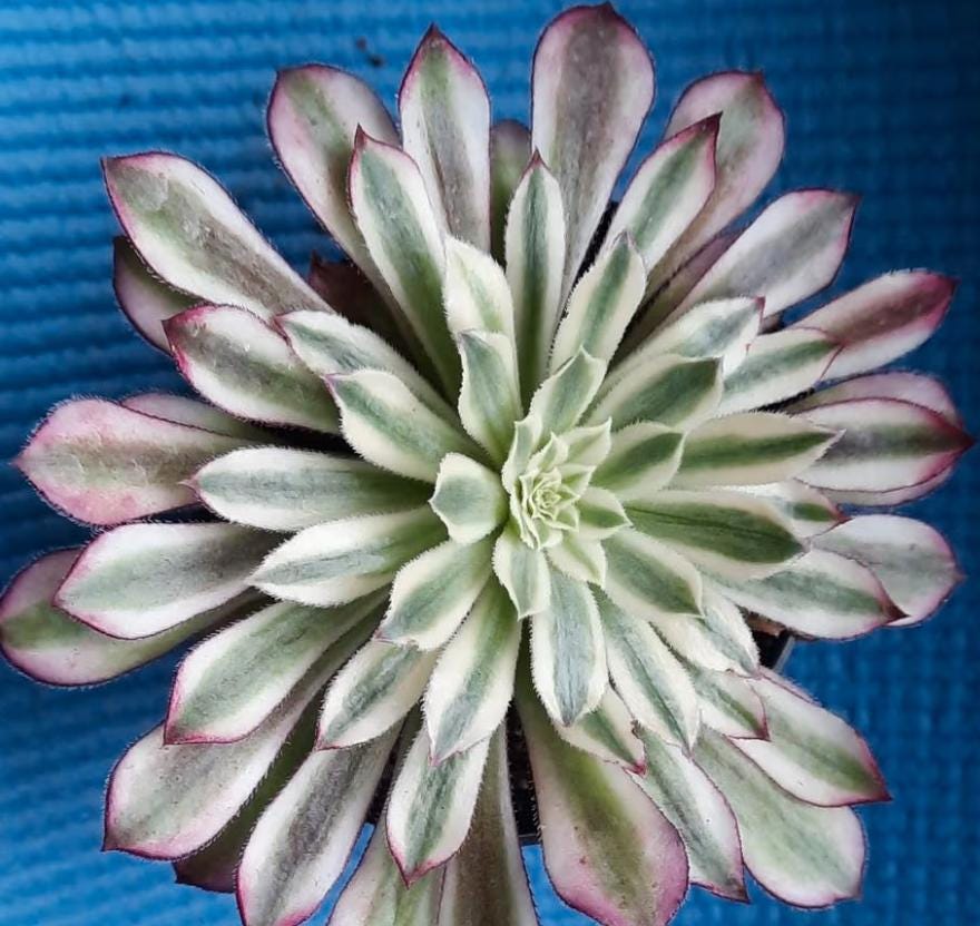 Aeonium Green Scarlet Ink - beautiful succulent - propagation leaf